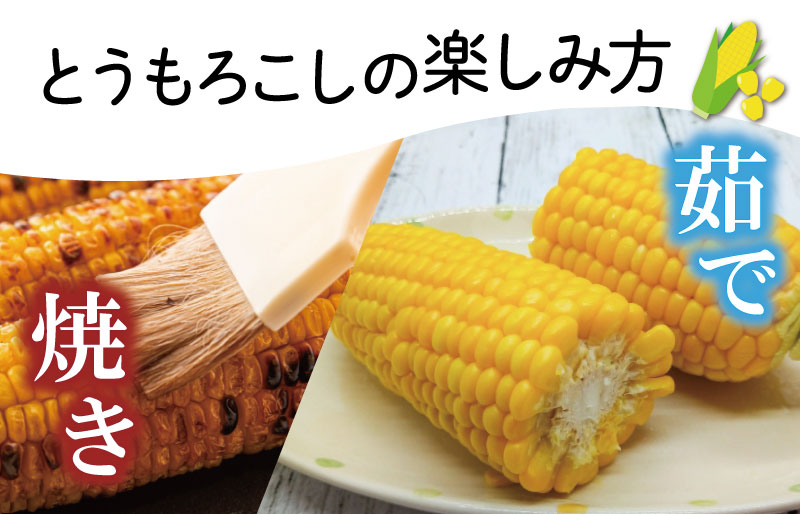 北山さんちの新鮮 とうもろこし キャンプ BBQ 人気 トウモロコシ 生 野菜 産地直送 朝どれ 甘い 期間限定 国産 旬 夏野菜 kn2