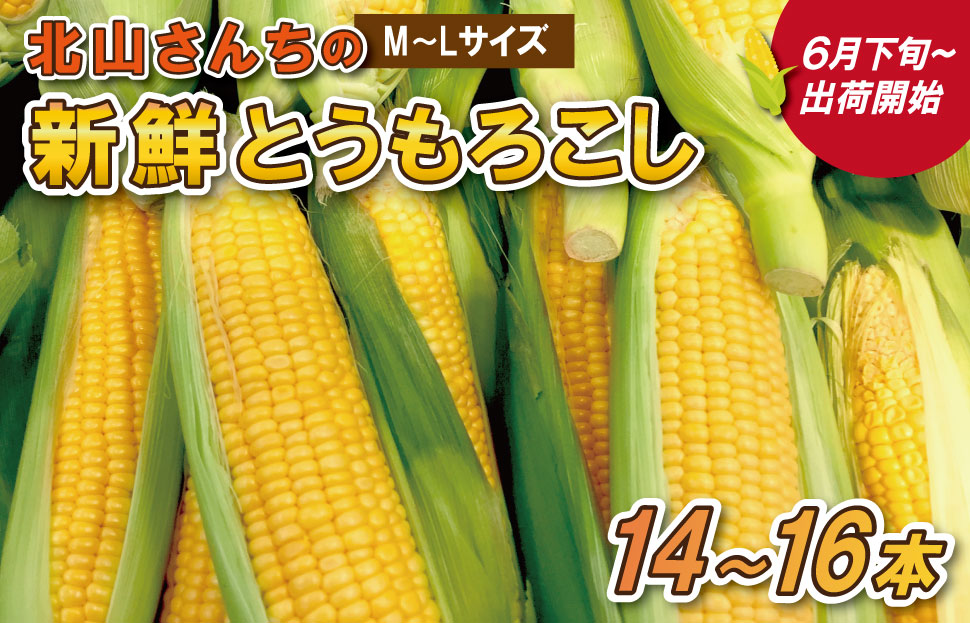 北山さんちの新鮮 とうもろこし キャンプ BBQ 人気 トウモロコシ 生 野菜 産地直送 朝どれ 甘い 期間限定 国産 旬 夏野菜 kn2