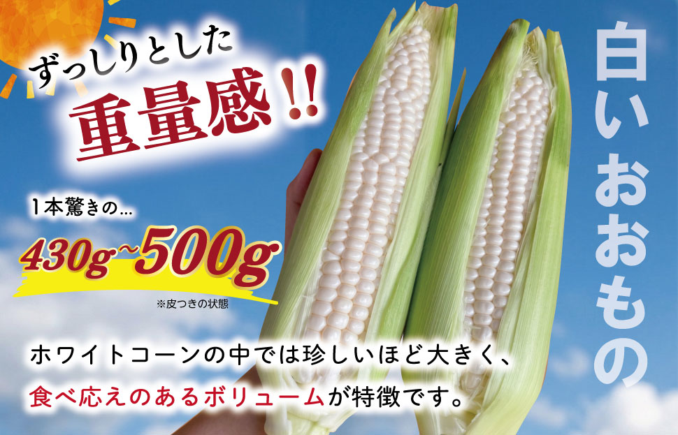 北山さんちの新鮮とうもろこし 白いおおもの 14～16本 キャンプ BBQ 人気 白 トウモロコシ コーン 生 野菜 産地直送 朝どれ 甘い 期間限定 国産 旬 夏野菜 kn3