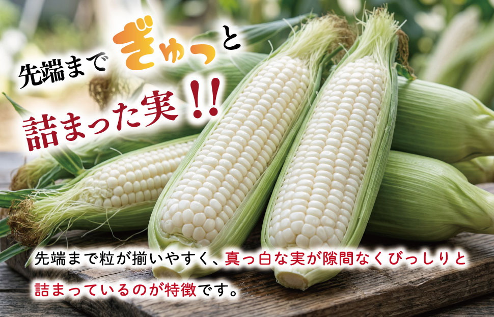 北山さんちの新鮮とうもろこし 白いおおもの 14～16本 キャンプ BBQ 人気 白 トウモロコシ コーン 生 野菜 産地直送 朝どれ 甘い 期間限定 国産 旬 夏野菜 kn3