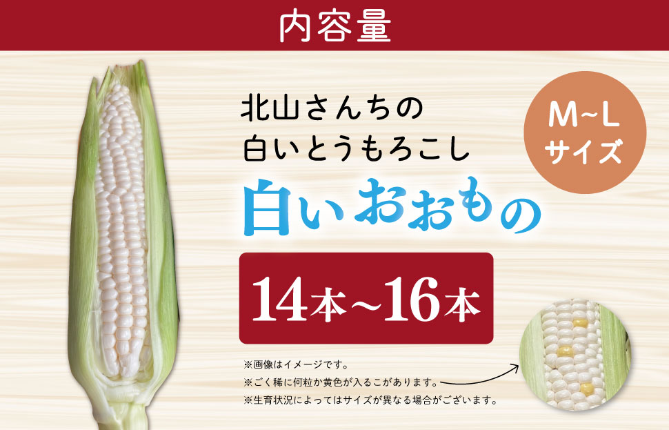 北山さんちの新鮮とうもろこし 白いおおもの 14～16本 キャンプ BBQ 人気 白 トウモロコシ コーン 生 野菜 産地直送 朝どれ 甘い 期間限定 国産 旬 夏野菜 kn3