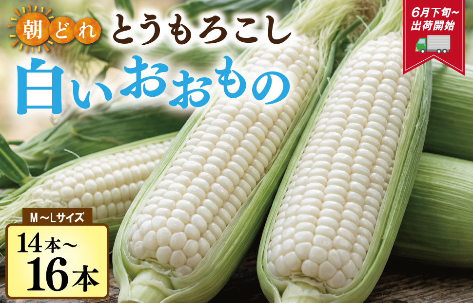北山さんちの新鮮とうもろこし 白いおおもの 14～16本 キャンプ BBQ 人気 白 トウモロコシ コーン 生 野菜 産地直送 朝どれ 甘い 期間限定 国産 旬 夏野菜 kn3