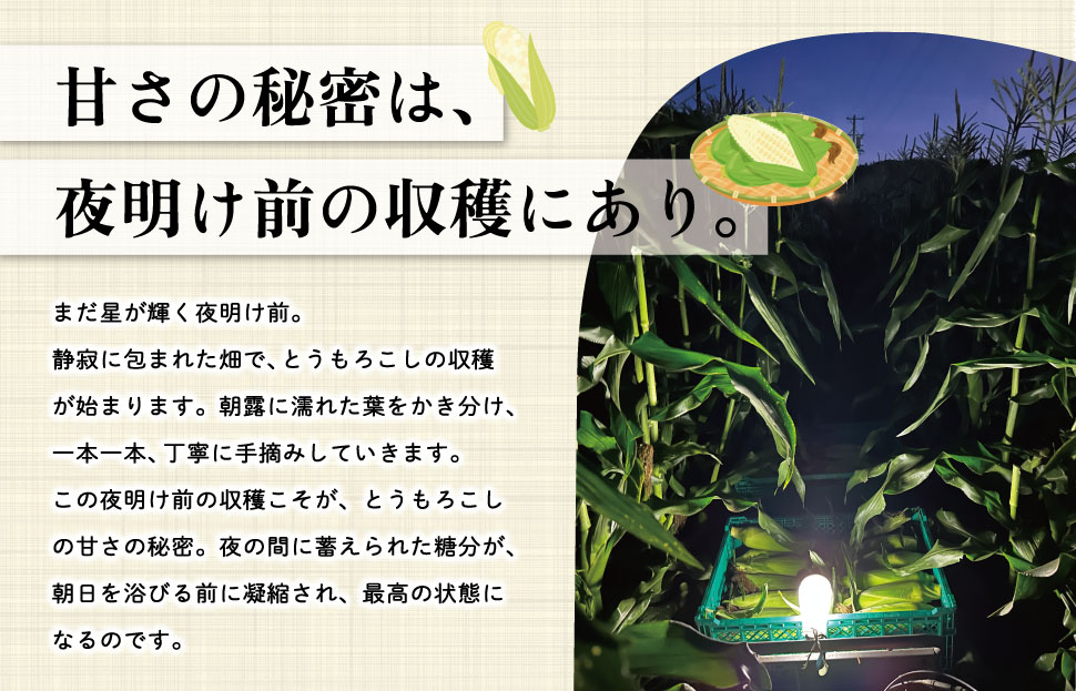 北山さんちの新鮮とうもろこし 白いおおもの 14～16本 キャンプ BBQ 人気 白 トウモロコシ コーン 生 野菜 産地直送 朝どれ 甘い 期間限定 国産 旬 夏野菜 kn3