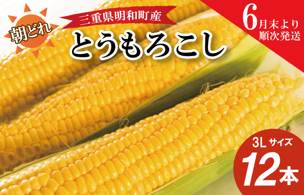 朝採れ とうもろこし スイートコーン 3Lサイズ キャンプ BBQ 人気 トウモロコシ 生 野菜 産地直送 朝どれ 甘い 期間限定 国産 旬 夏野菜