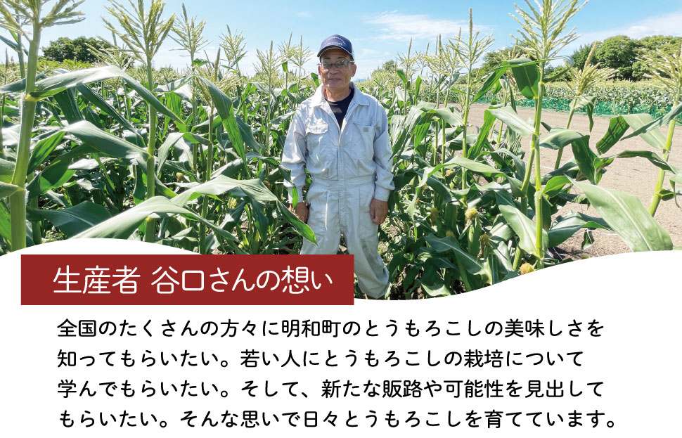 朝採れ とうもろこし スイートコーン 3Lサイズ キャンプ BBQ 人気 トウモロコシ 生 野菜 産地直送 朝どれ 甘い 期間限定 国産 旬 夏野菜