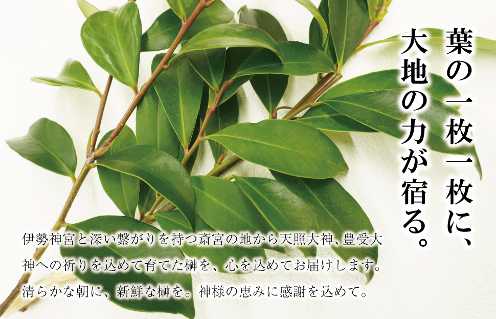 ç¥æ£çš æŠ 1察ïŒ2æïŒçŽ25cm ç¥æ£ ããã ãäŸã çè± æ¬æŠ ãµã«ã ä»è± ç¥å
· åœç£ æå®®ã®æŠ