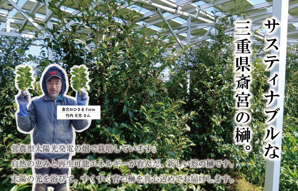 ç¥æ£çš æŠ 1察ïŒ2æïŒçŽ25cm ç¥æ£ ããã ãäŸã çè± æ¬æŠ ãµã«ã ä»è± ç¥å
· åœç£ æå®®ã®æŠ