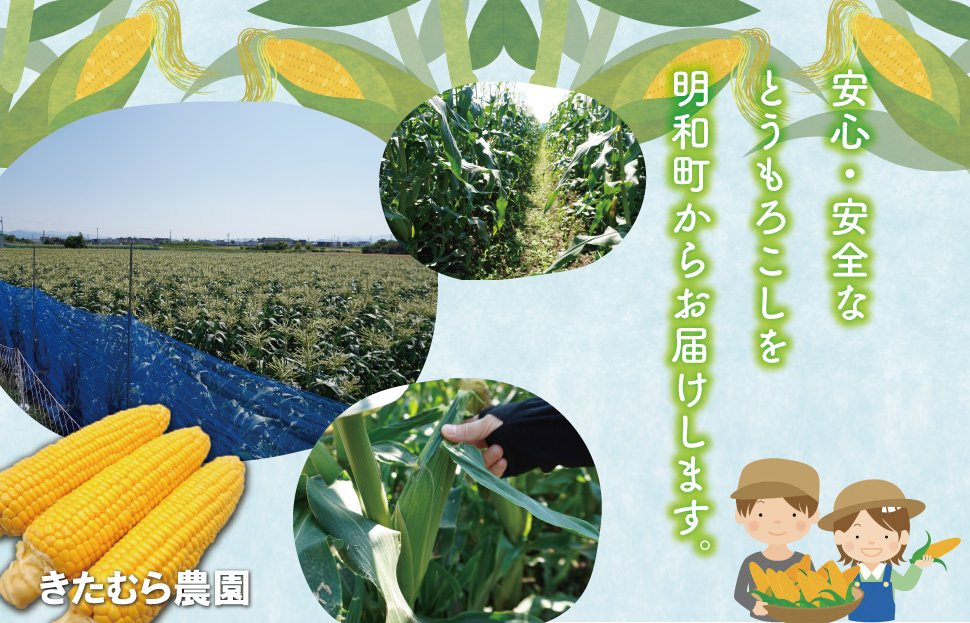 明和町産 朝採れ とうもろこし ゴールドラッシュ 10本～12本 BBQ 人気 トウモロコシ 生 野菜 新鮮 採れたて 産地直送 朝どれ 甘い 期間限定 国産 旬 夏野菜 きたむら