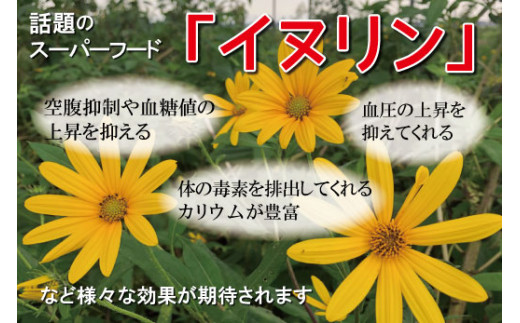 菊芋堀り 体験 （10kgまでお持ち帰りいただけます） 芋ほり 芋掘り お持ち帰り お土産 みやげ 粉末 パウダー イヌリン 国産 糖質 有機 血糖値 体型 血圧 いも 菊芋茶 菊芋チップス SDGs エコ サスティナブル 健康 話題 農薬不使用 食物繊