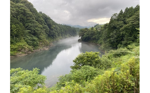 （冷蔵）　鮎　約1.4kg　／大森水産　あゆ　お取り寄せグルメ　川魚　和食　三重県　大台町