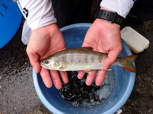 三重県 宮川上流漁業協同組合 あめご 年券 遊漁証 ／ 釣り 川釣り アウトドア チケット 体験 釣り体験 クーポン券 年間パス 近畿地方 東海地方 中部 釣り好き ギフト 贈答用 三重県 大台町 (396)