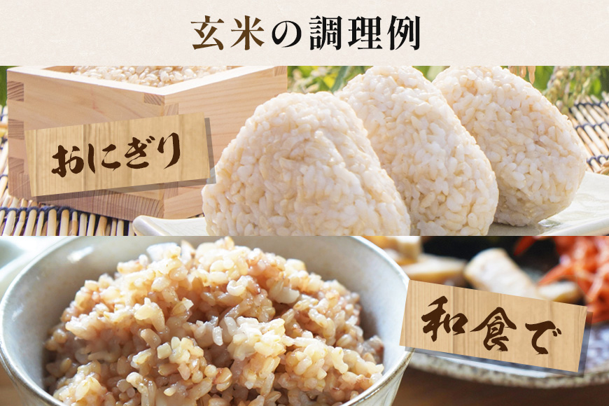 【定期便12回】こしひかり 玄米5kg (計60kg) 真空パック A17-019