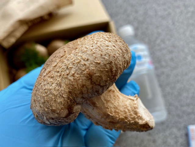 国内産菌床しいたけ1.2kg〜1.4kg