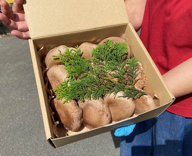 国内産菌床しいたけ1.2kg〜1.4kg