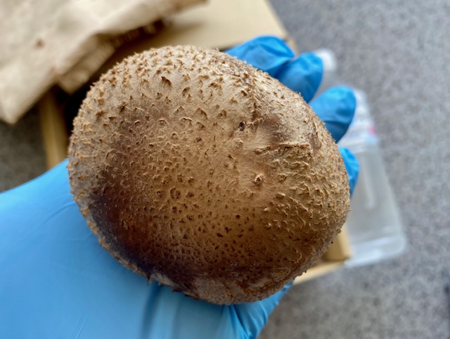 国内産菌床しいたけ1.2kg〜1.4kg