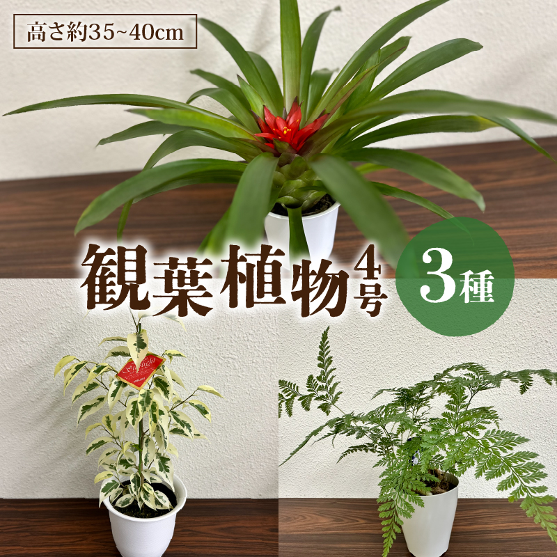 観葉植物3種プラ鉢セット