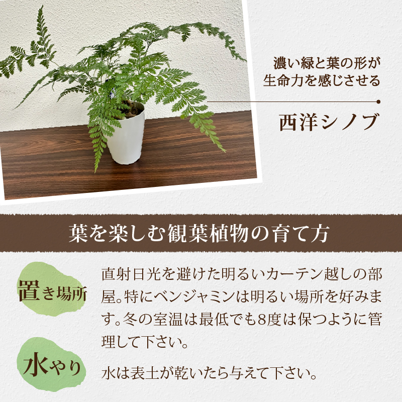 観葉植物3種プラ鉢セット