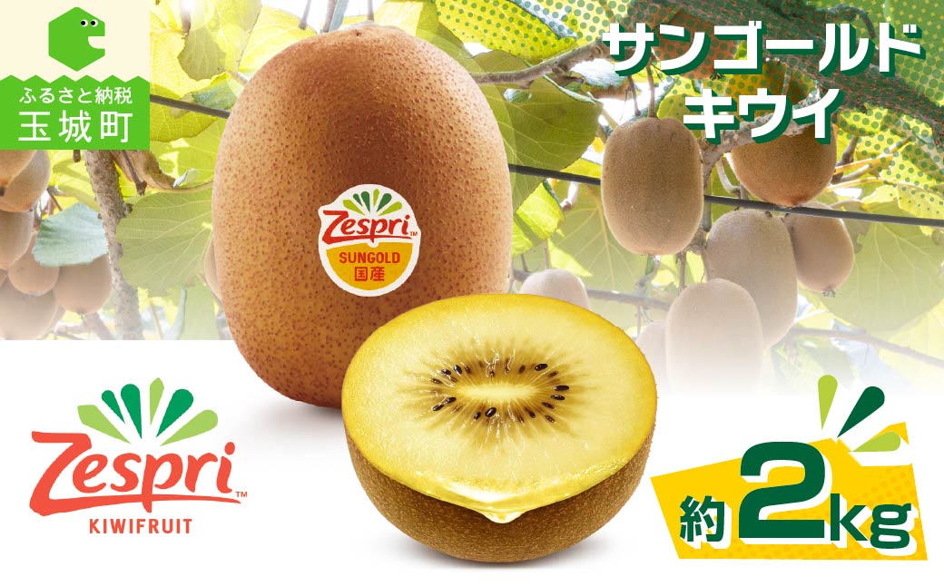 【先行予約】2026年度発送 三重県玉城町産 ゼスプリ サンゴールドキウイ 約2kg