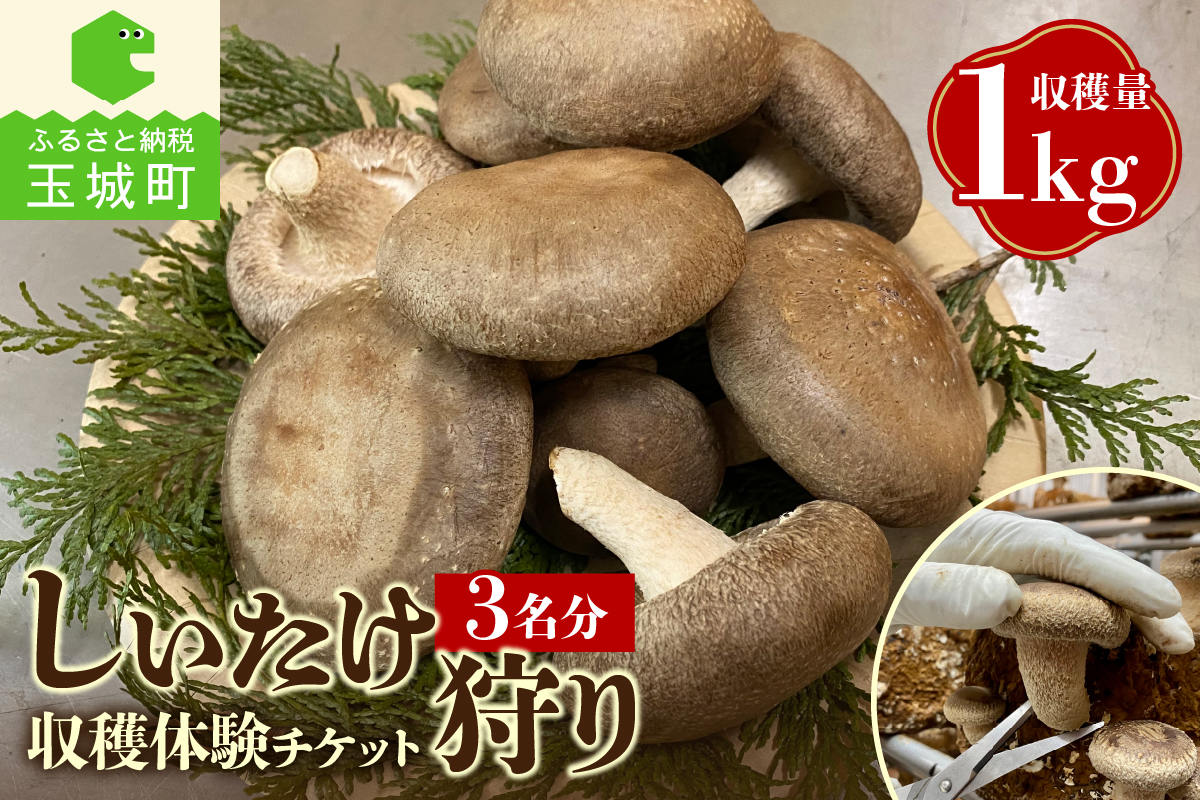 きのこ狩り(収穫体験チケット3名分)収穫量1kg