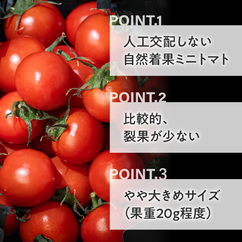 HOLY TOMATO JUICE 2本セット