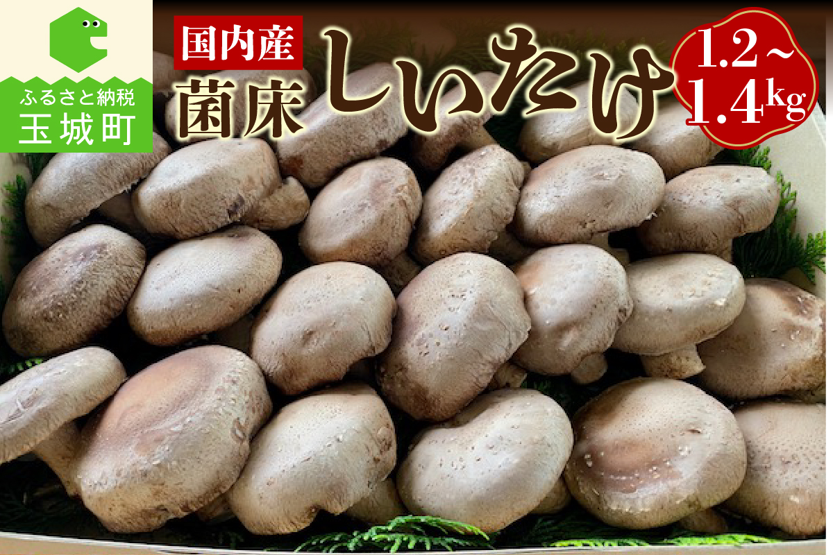 国内産菌床しいたけ1.2kg〜1.4kg