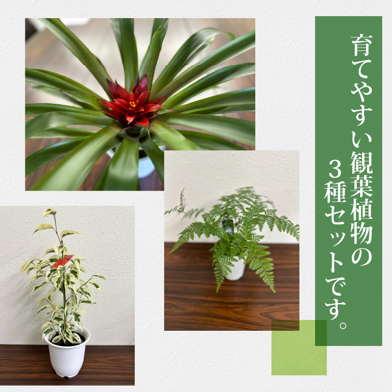 観葉植物3種プラ鉢セット