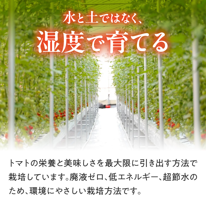 HOLY TOMATO JUICE 24本セット