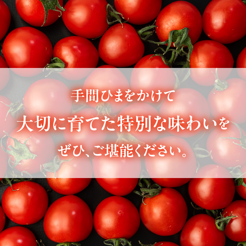 HOLY TOMATO