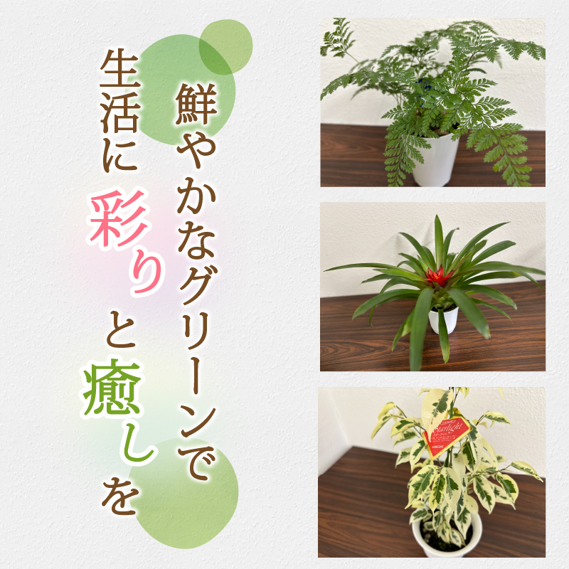 観葉植物3種プラ鉢セット