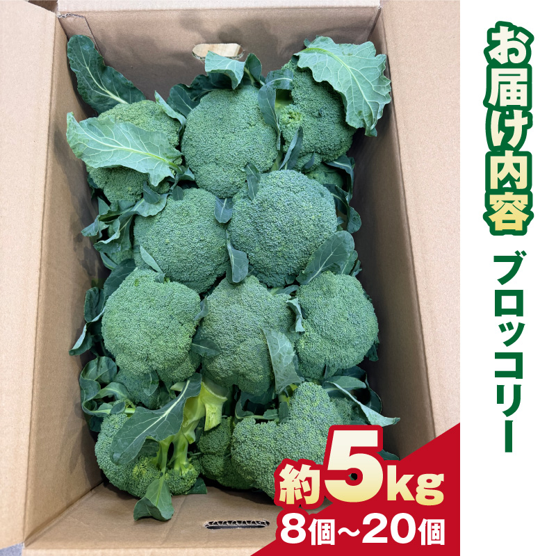 【先行予約】ブロッコリー 約5kg