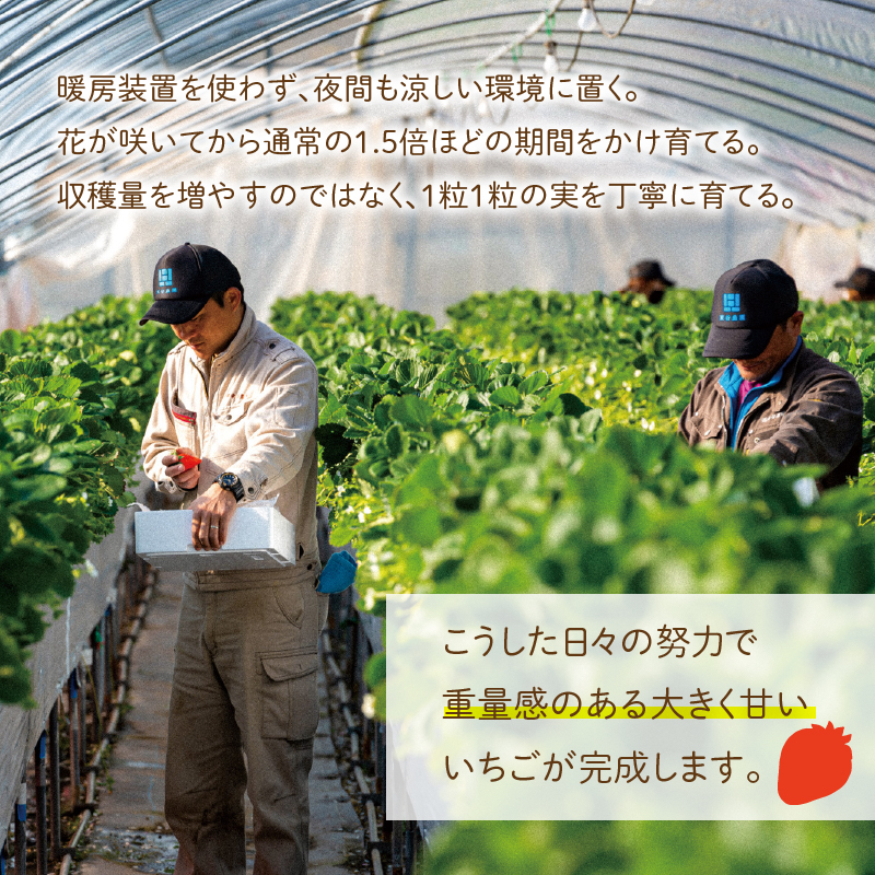 三重県玉城産 いちご 「かおりの」 12粒入り
