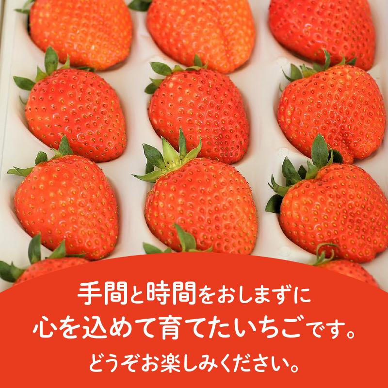 三重県玉城産 いちご 「かおりの」 12粒入り