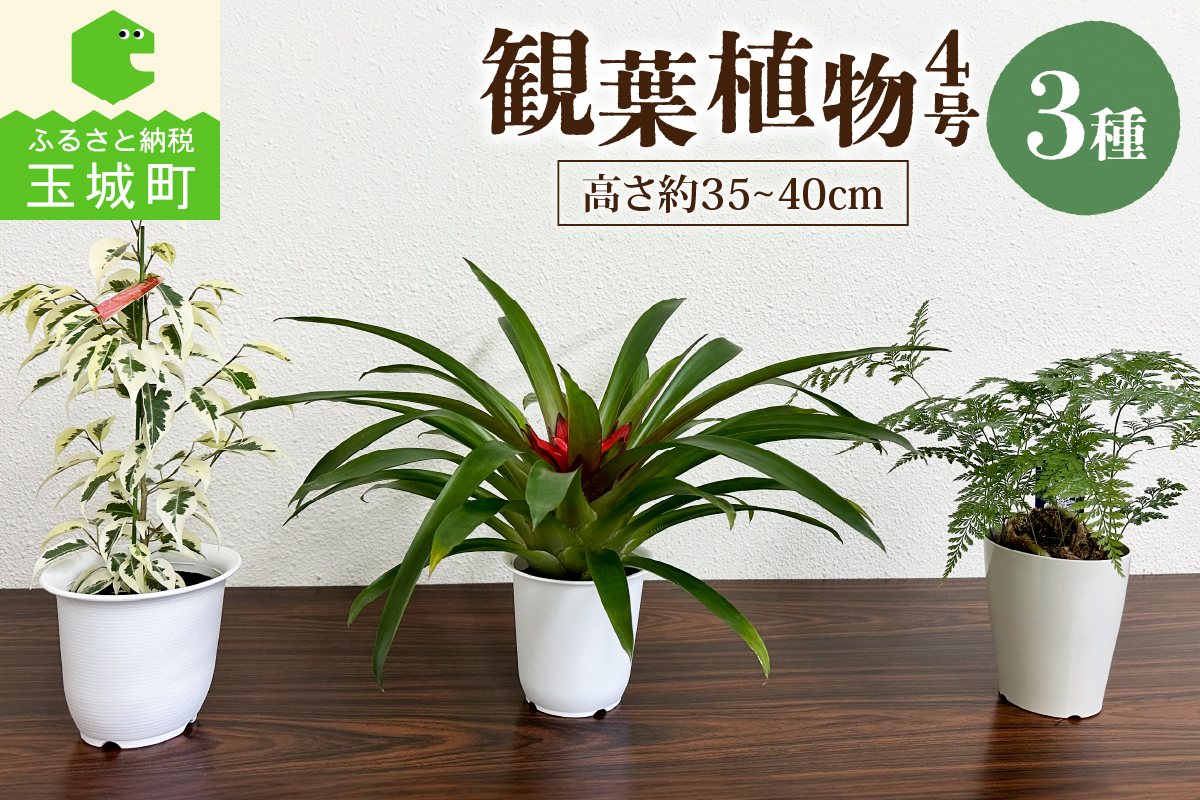 観葉植物3種プラ鉢セット