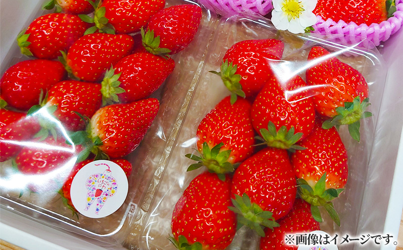 【先行予約】 いちご 250g×4パック かおり野 苺 数量限定 新鮮 産地直送 厳選 フルーツ 果物 くだもの 贈答用 贈答品 贈答 ギフト プレゼント 国産 三重県 伊勢 志摩 南伊勢町 10000円台 一万円台