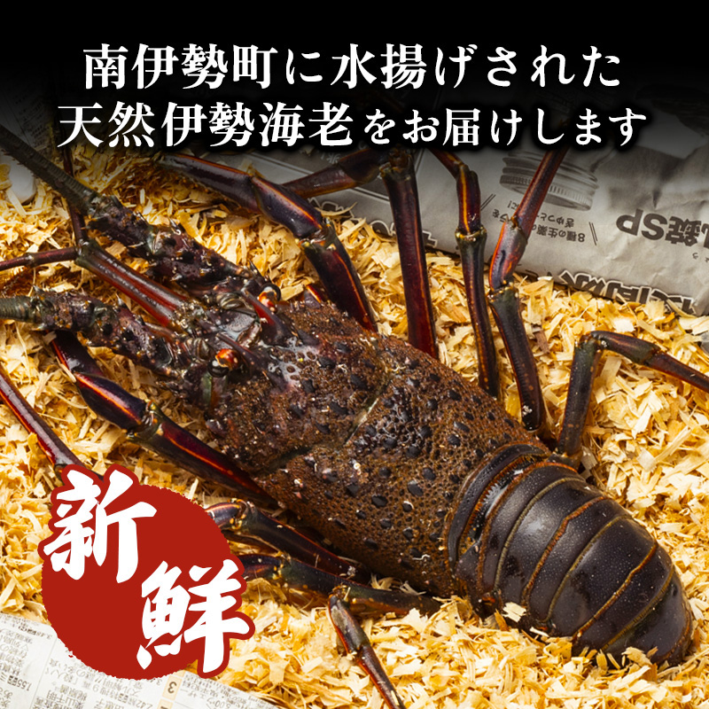 冷凍 伊勢海老 約800g 伊勢えび 産地直送 天然 国産 海鮮 新鮮 刺し身 味噌汁 焼き物 ギフト 贈答 えび 海老 ebi いせえび 高級食材 お歳暮 お正月 年末年始 三重県 南伊勢 伊勢 志摩