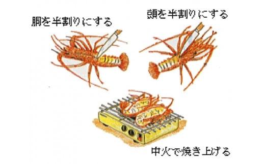 活き伊勢海老Ａコース　1尾（約250〜300g）山金商店／地物　伊勢えび　イセエビ　海老　伊勢志摩産