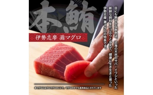 （冷凍） 本まぐろ 赤身 中トロ 大トロ 計250g 詰合せ３〜４人前 伊勢志摩まぐろ食堂 ／ 本鮪 本マグロ 三重県 南伊勢町 1万7千円 17000円 一万七千円 2万円 以下