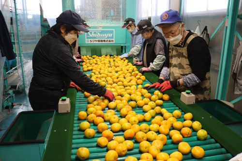 マルゴみかん（温州みかん） 優品 約10ｋｇ （Lサイズ） JA伊勢 ／ 家庭用 送料無料 産地直送 フルーツ 果物 ミカン 先行予約 三重県 南伊勢町