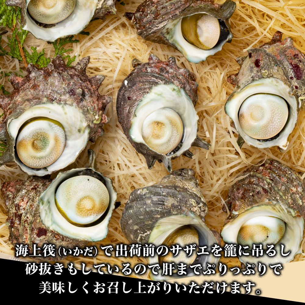 （冷蔵）活きサザエBコース　約2kg（16〜24ヶ入り）山金商店／　貝　さざえ　海鮮　新鮮　伊勢志摩