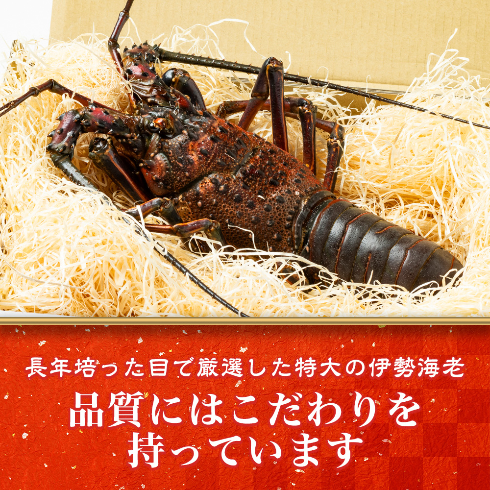 活き 伊勢海老 Ｂコース 3〜4尾 約800〜850g 山金商店 伊勢えび エビ 高級 グルメ 焼き物 汁物 海鮮 特産 海の幸 魚介 海老 伊勢志摩産