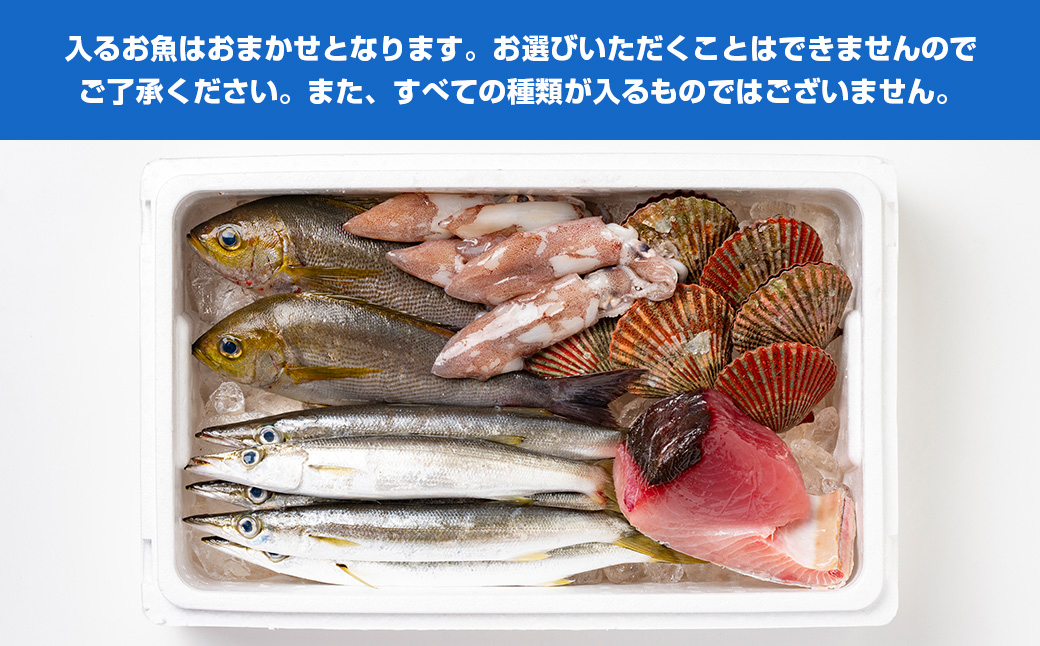 （冷蔵）漁協直送！　南伊勢町産　3〜5種　朝獲れ鮮魚セット／三重外湾漁業組合　お刺身　新鮮　詰合せ　おいしい　とれたて　旬　三重県　伊勢志摩