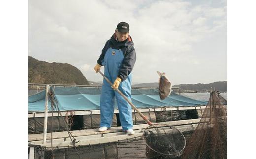 【冷蔵】寶鯛セット　/　西京漬　お茶漬　鯛　産直　新鮮　海鮮　三重県　南伊勢町　伊勢志摩産