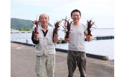 特大 活き伊勢海老Ｄコース 1尾（500〜600g） 山金商店 ／ 伊勢えび