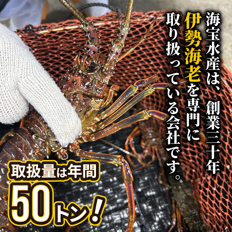 （冷凍） 簡単調理 伊勢海老 1.3kg ハーフカット 処理済み イセエビ 海老 えび 伊勢 エビ 伊勢エビ 海宝水産 贅沢 高級 簡単調理 バーベキュー BBQ 鉄板焼 海鮮 ギフト 国産 三重県 南伊勢町