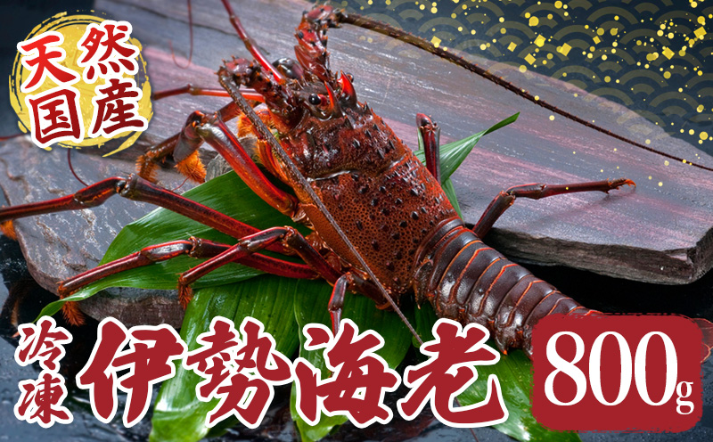 冷凍 伊勢海老 約800g 伊勢えび 産地直送 天然 国産 海鮮 新鮮 刺し身 味噌汁 焼き物 ギフト 贈答 えび 海老 ebi いせえび 高級食材 お歳暮 お正月 年末年始 三重県 南伊勢 伊勢 志摩