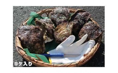【冷蔵】岩ガキ　9ケ入　約4kg〜約4.5kg ／貝　牡蠣　かき　カキ　天然　養殖　BBQ　伊勢志摩