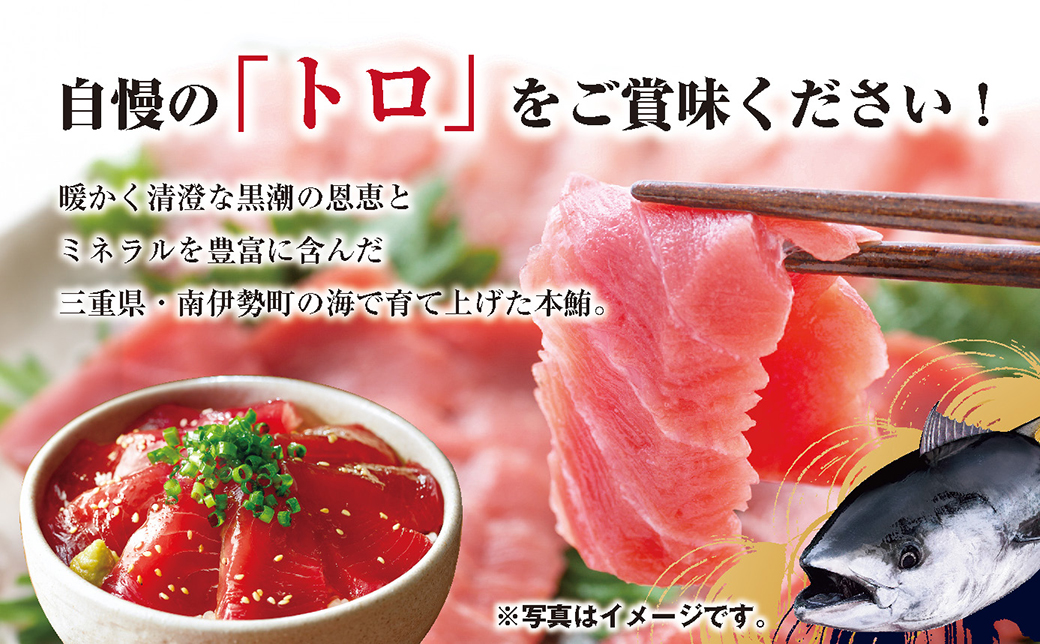 マグロ 詰め合わせ 900g 本まぐろ 本鮪 刺身 刺し身 マグロ丼 海鮮丼 大トロ 中トロ トロ 赤身 国産 養殖 みえまぐろ 三重 南伊勢町 伊勢 志摩