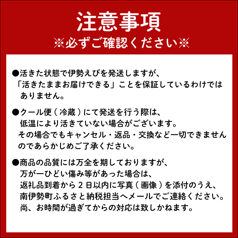 （冷蔵） 伊勢志摩産 活伊勢海老 ２尾入 約500g ／ 丸池 伊勢えび イセエビ 海の幸 三重県 南伊勢町