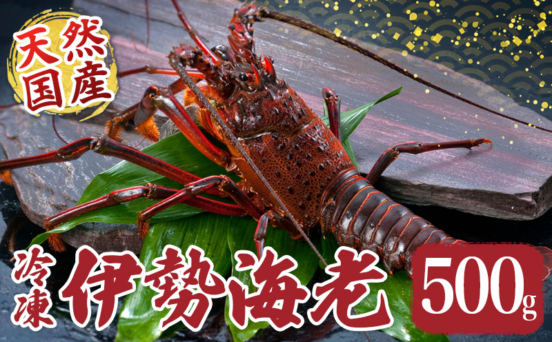 冷凍 伊勢海老 約500g 伊勢えび 産地直送 天然 国産 海鮮 新鮮 刺し身 味噌汁 焼き物 ギフト 贈答 えび 海老 ebi いせえび 高級食材 お歳暮 お正月 年末年始 三重県 南伊勢 伊勢 志摩