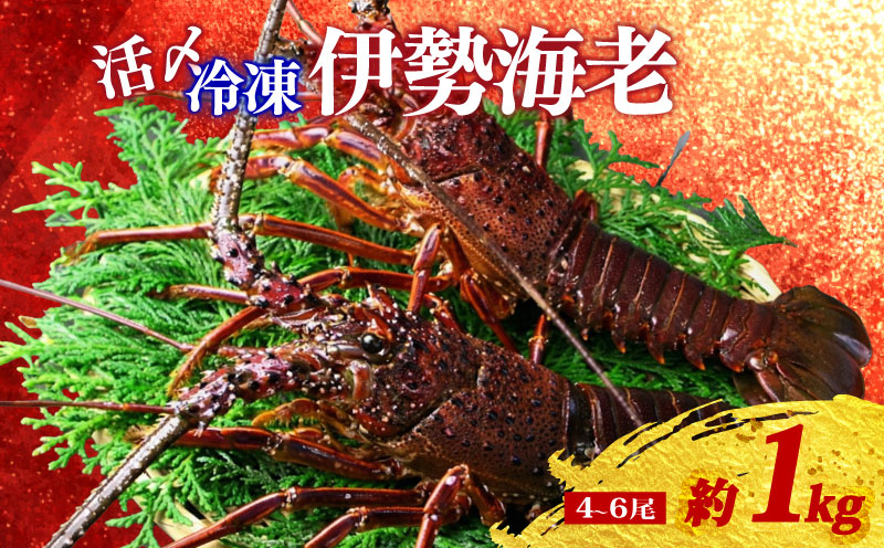 【冷凍】 伊勢海老 4尾 〜 6尾 約 1kg 活〆 山藤 えび 海老 ebi いせえび 伊勢えび 伊勢 魚 魚介 海鮮 海産物 海 特産品 うま味 旨味 海の幸 アウトドア BBQ 刺身 炭火焼 産地直送 国産 三重 南伊勢 伊勢志摩